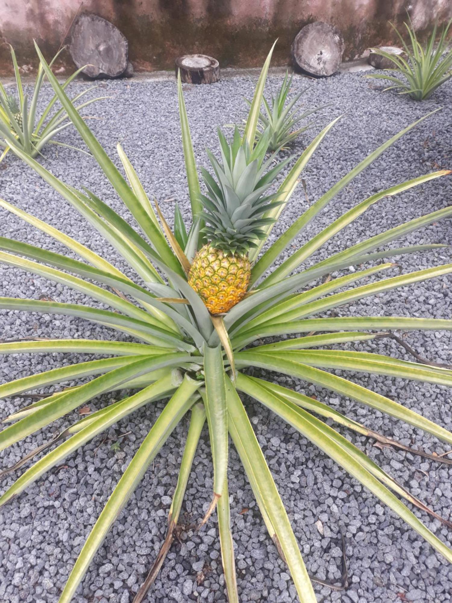Rancho Tranquillo Pansiyon Moyogalpa Dış mekan fotoğraf